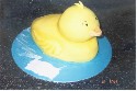 Duck (click to enlarge)